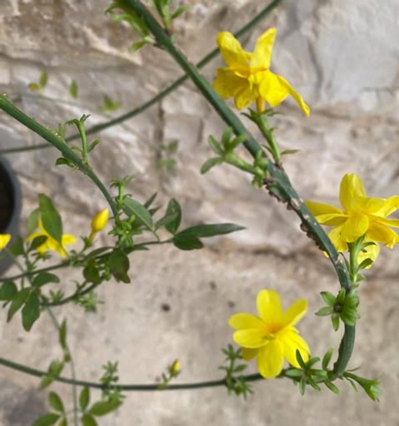 Primrose Jasmine Brightens Gardens With Winter Blooms