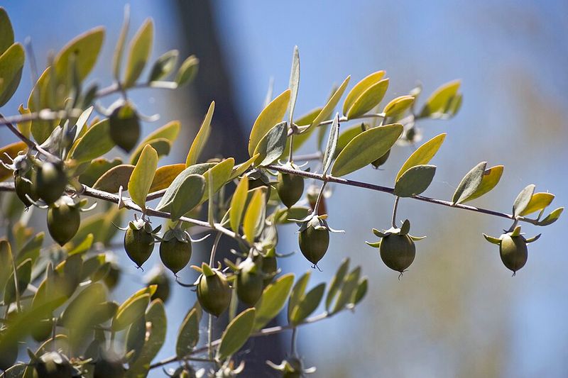 Jojoba Adds Blue-Green Leaves And Fits Low-Water Landscapes