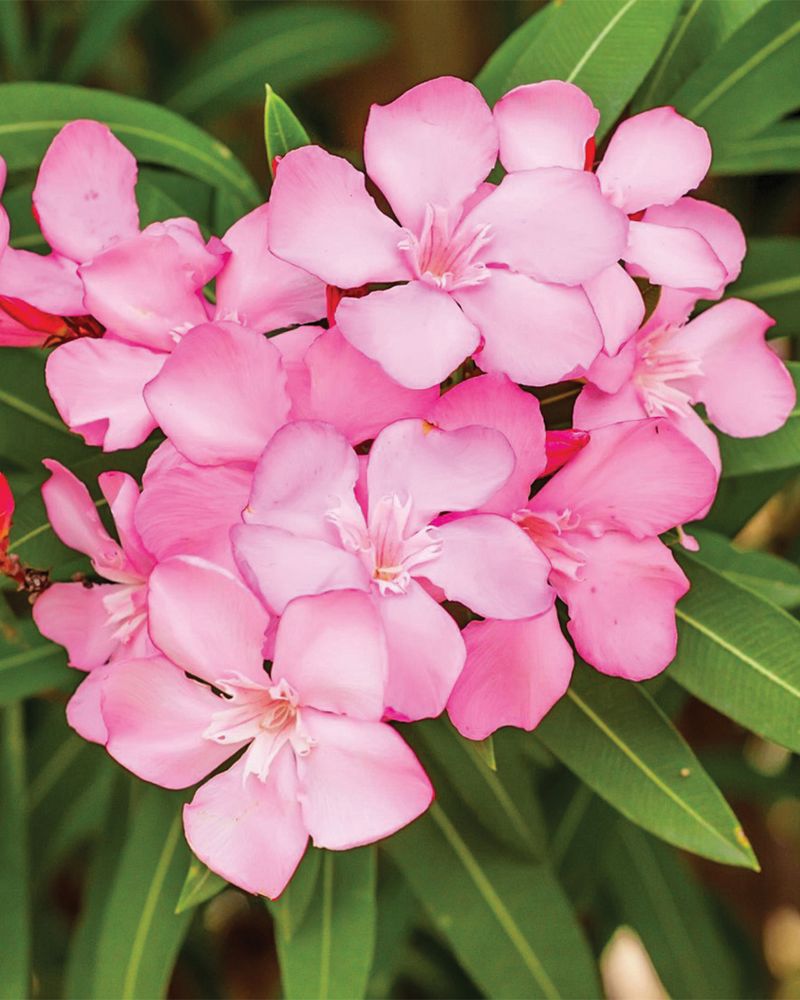 Oleander With Thick Foliage And Bright Blooms