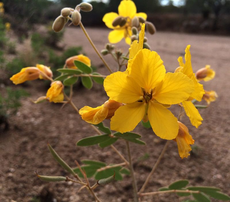 Desert Senna Performs Well With Very Little Maintenance