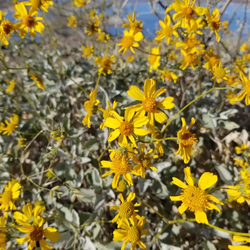 Brittlebush Covering Desert Grounds With Silver Foliage