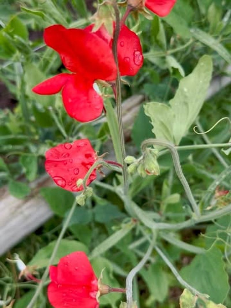 Sweet Pea (Lathyrus odoratus)