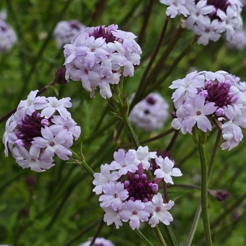 Lilac Verbena