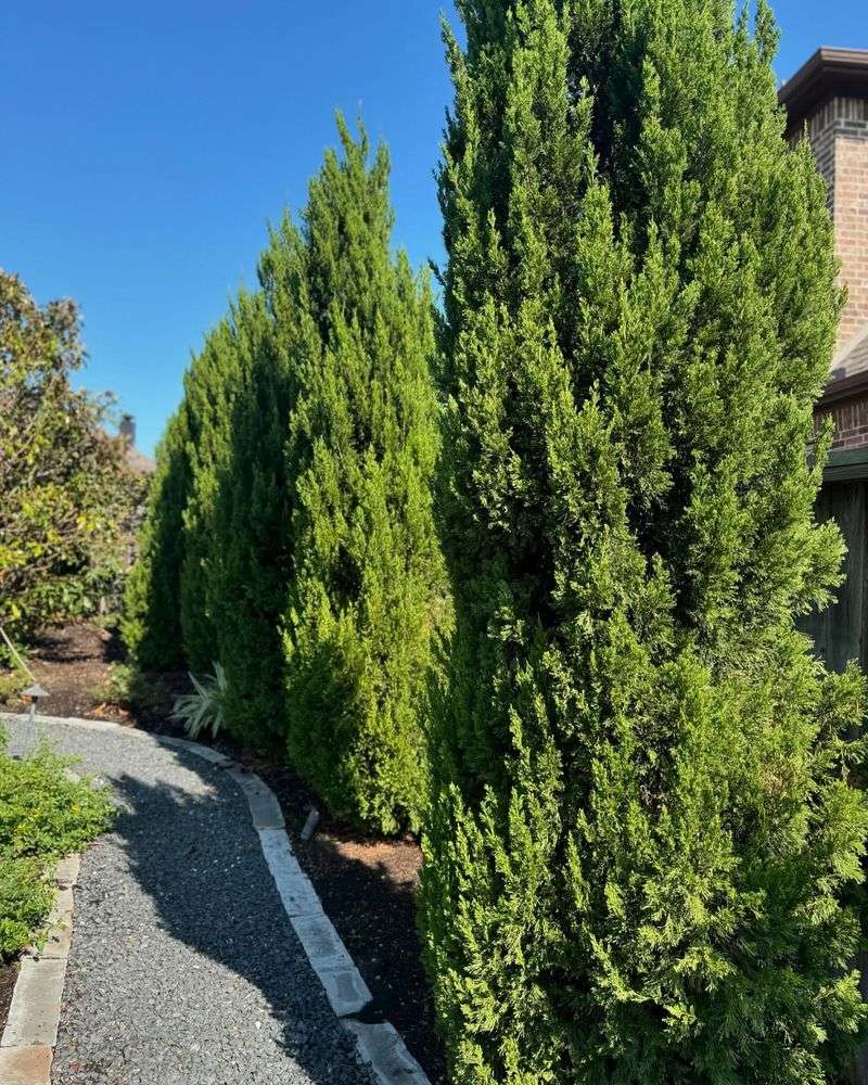 Upright Junipers Offer Narrow Screening In Tight Spaces