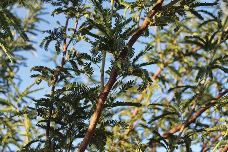 Mesquite (Prosopis Species)