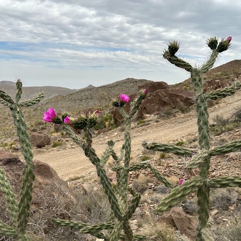 Cholla Cactus (Cylindropuntia Imbricata)