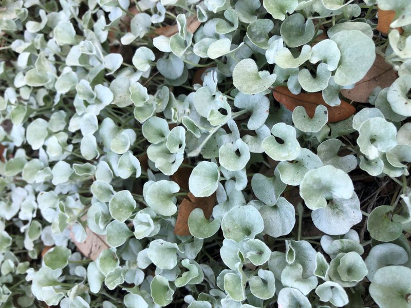 Silver Ponyfoot (Dichondra Argentea)