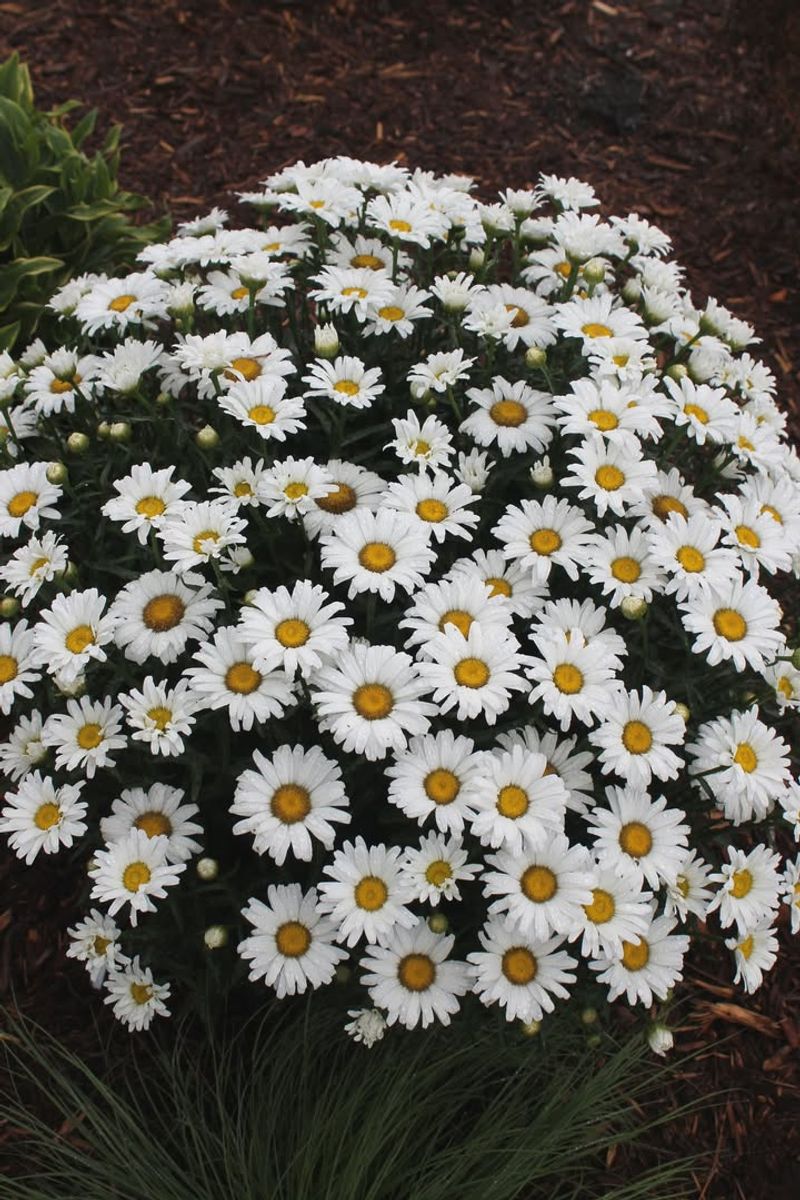Shasta Daisy (Leucanthemum x superbum)