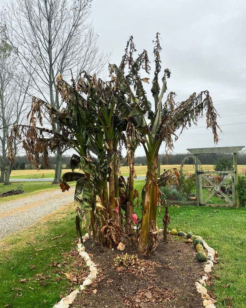 Banana (Musa basjoo, Hardy Banana)