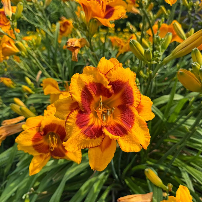 Daylilies