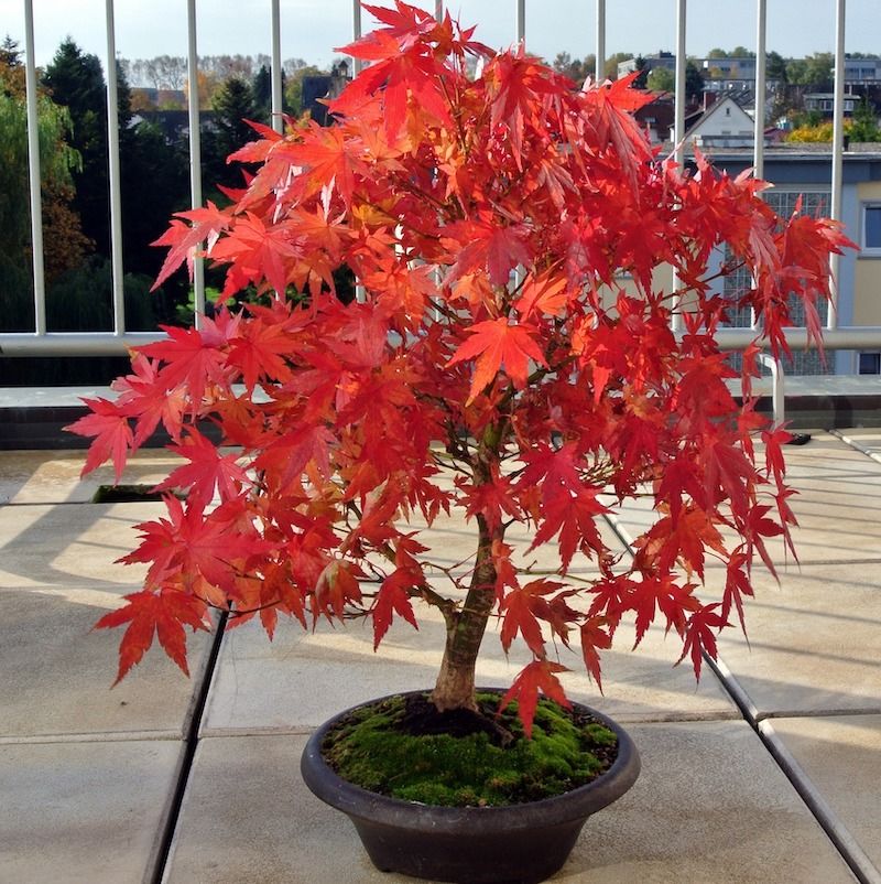Dwarf Japanese Maple