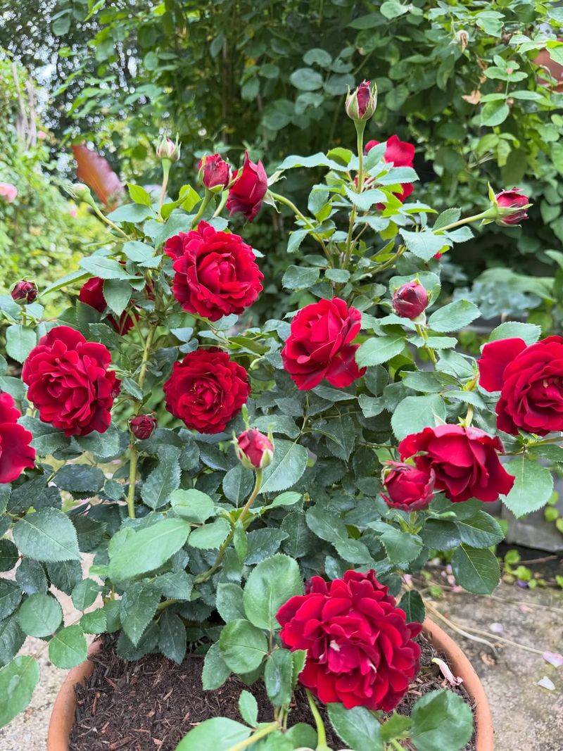 Hybrid Tea Roses