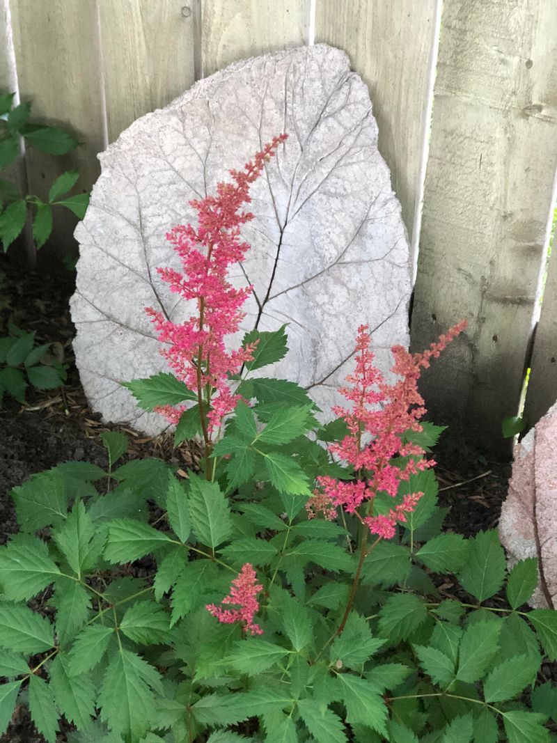 Astilbe Adds Color And Texture To Shade