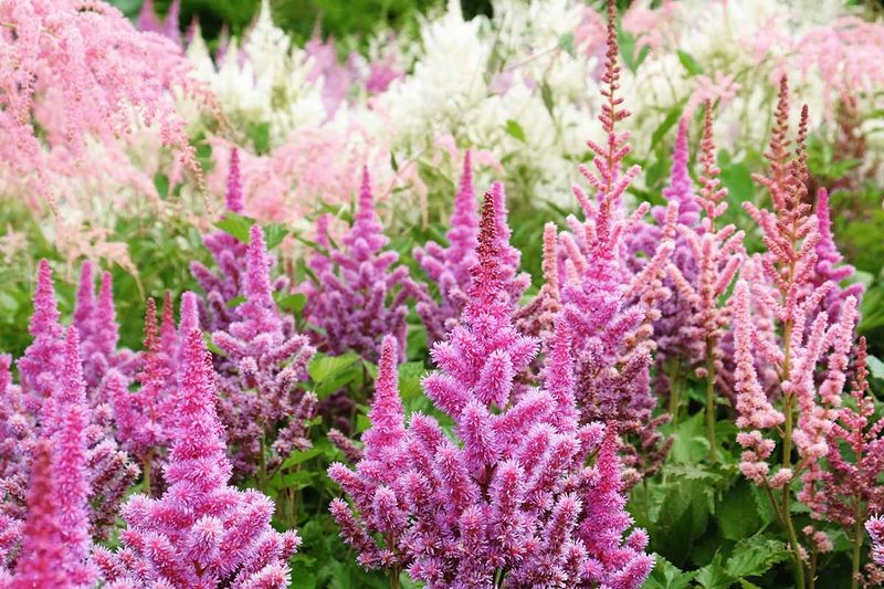 Astilbe Lights Up The Shade With Feathery Colorful Blooms