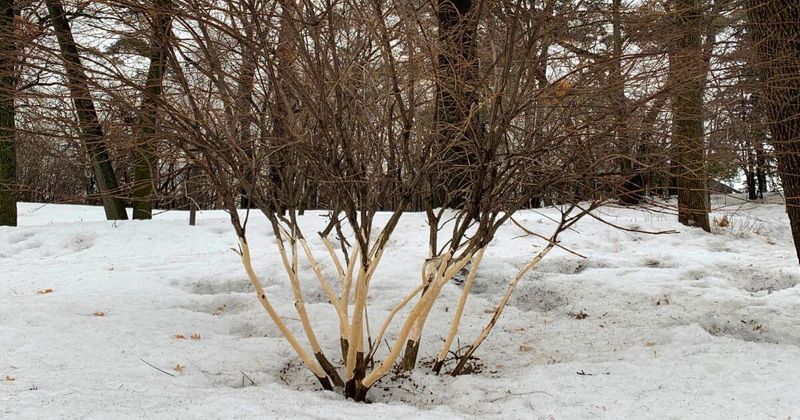 Young Shrub Bark Gets Gnawed During Food Shortages
