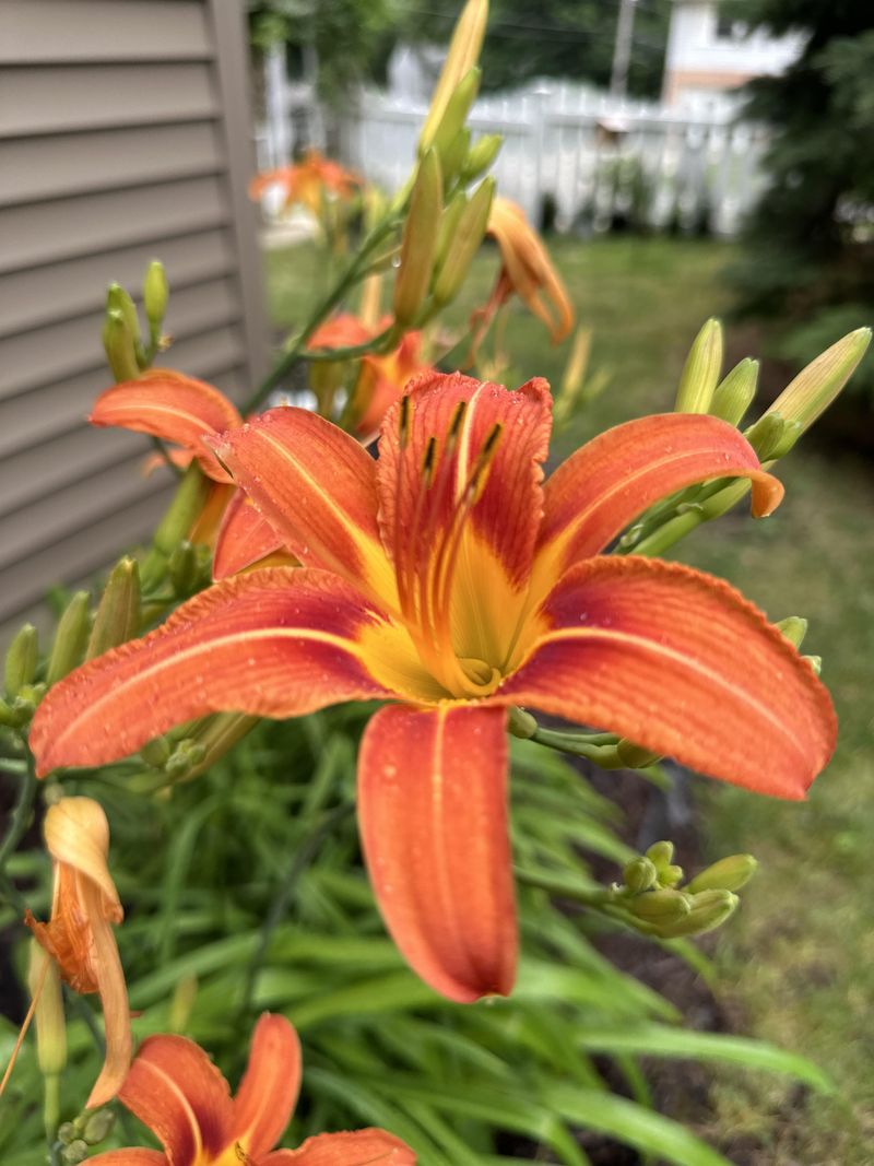 Daylilies Can Take A Freeze Hit And Still Return Strong