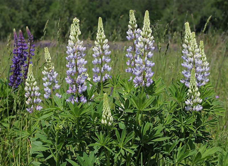 Lupines Grow Bloom Spikes From Old Growth