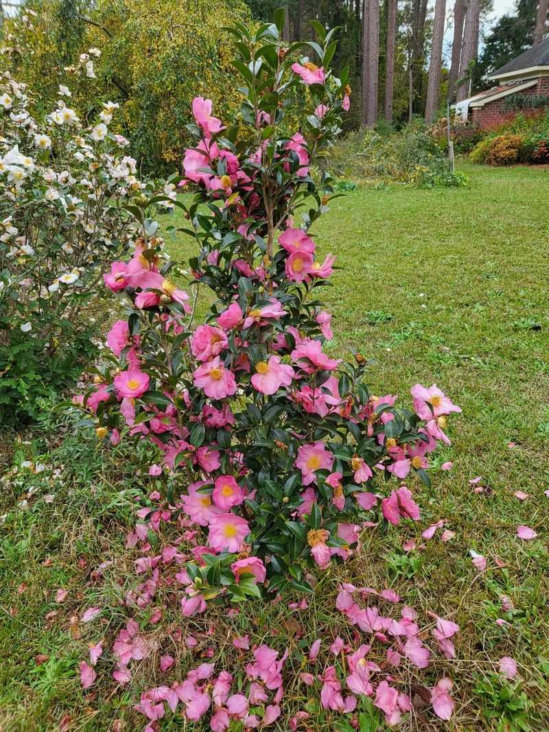 Camellias Lose Blooms In Inland Heat