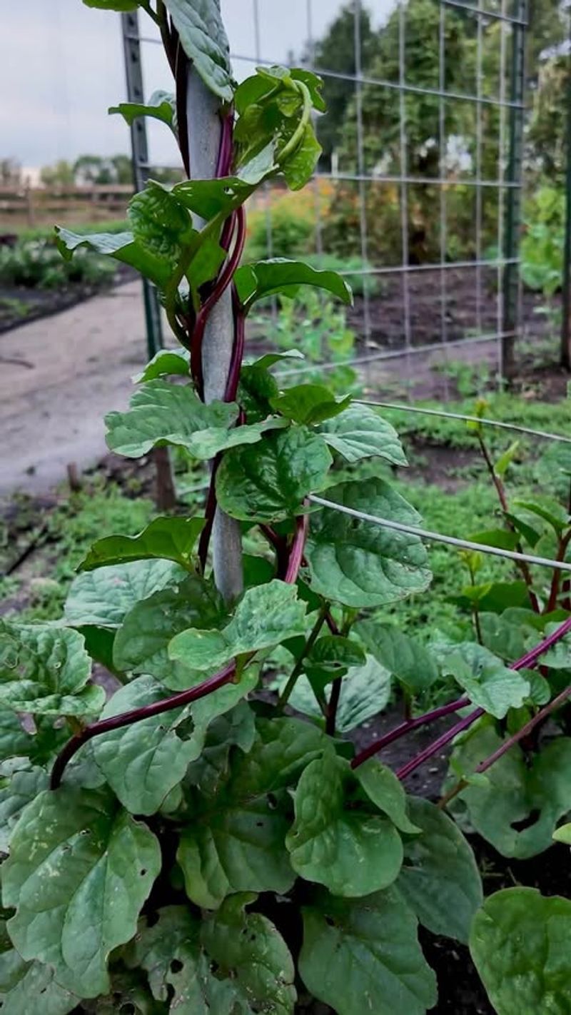 Malabar Spinach