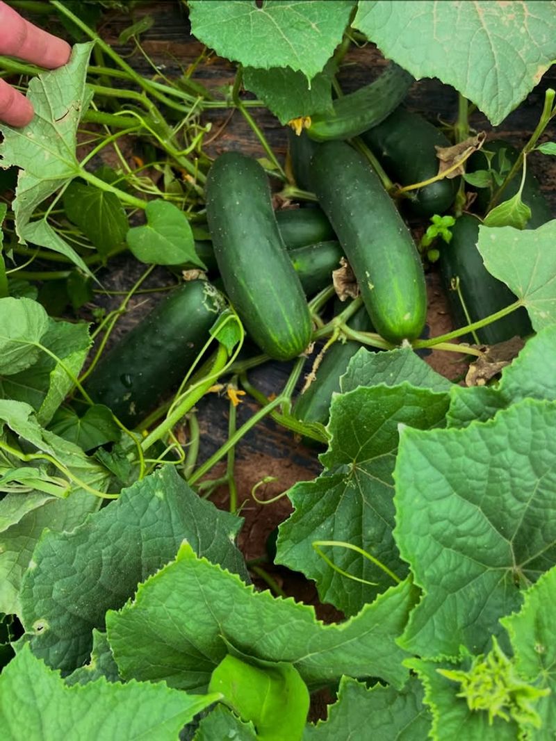 Armenian Cucumbers Tolerate Arizona Heat Better Than Common Varieties