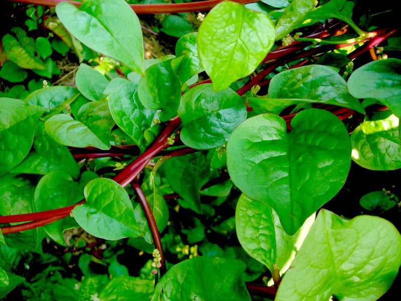 Malabar Spinach Is Built For Humid Summers