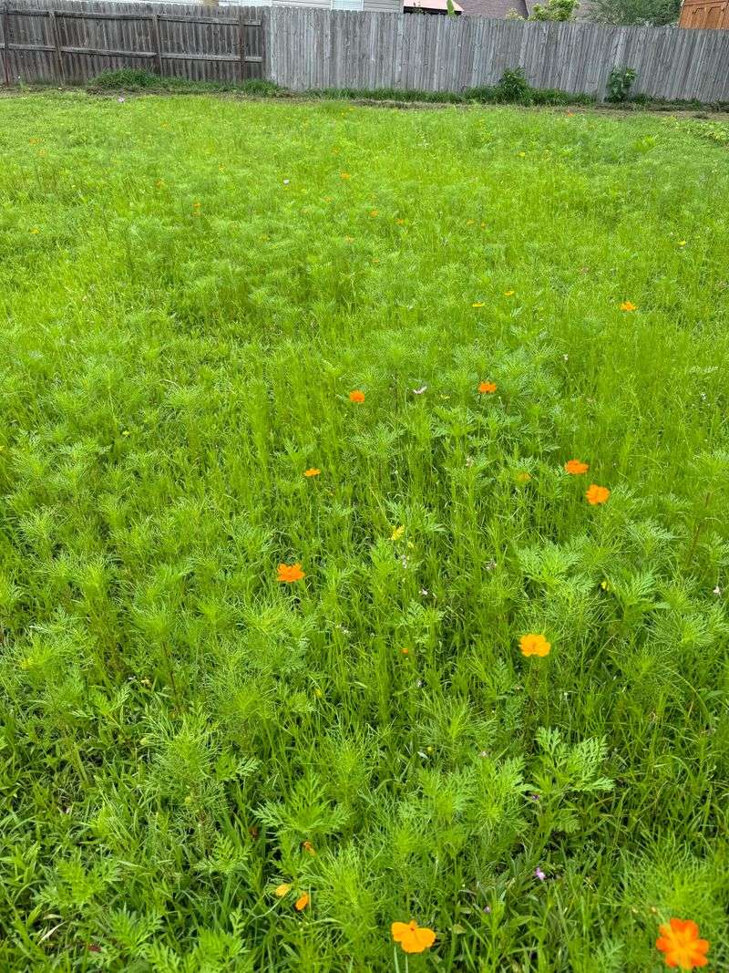Too Much Nitrogen Can Make Cosmos Leafy Not Bloomy