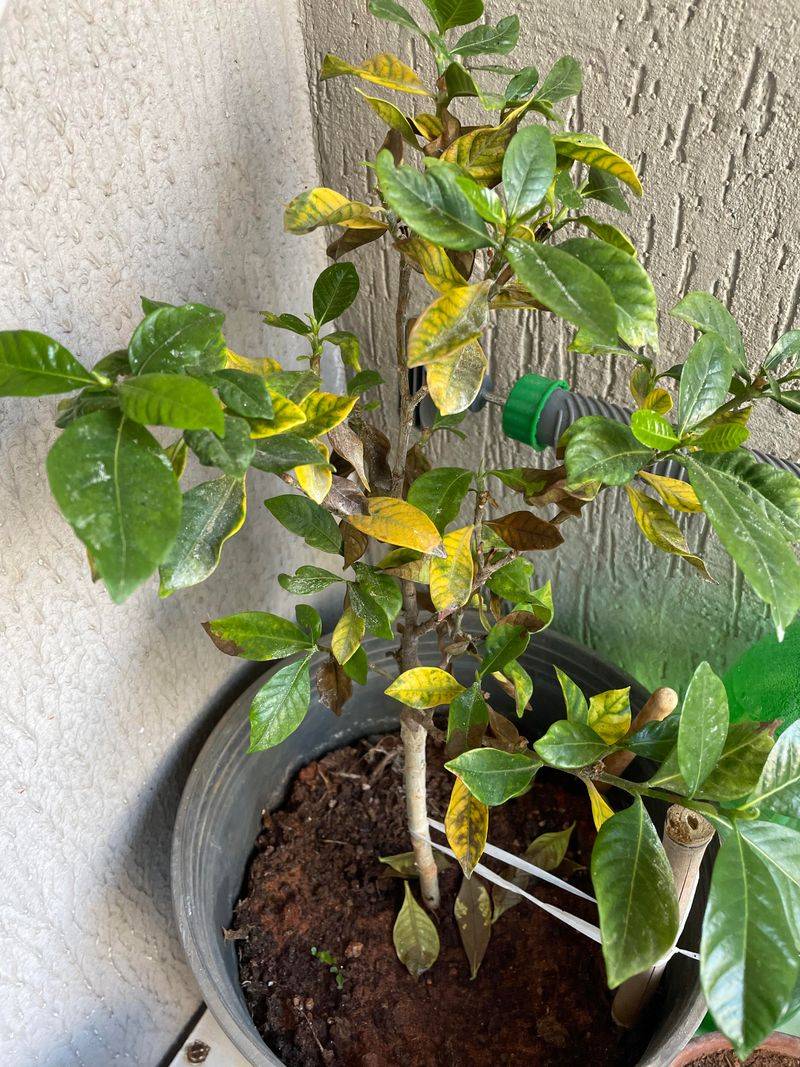 Signs Of Watering Problems