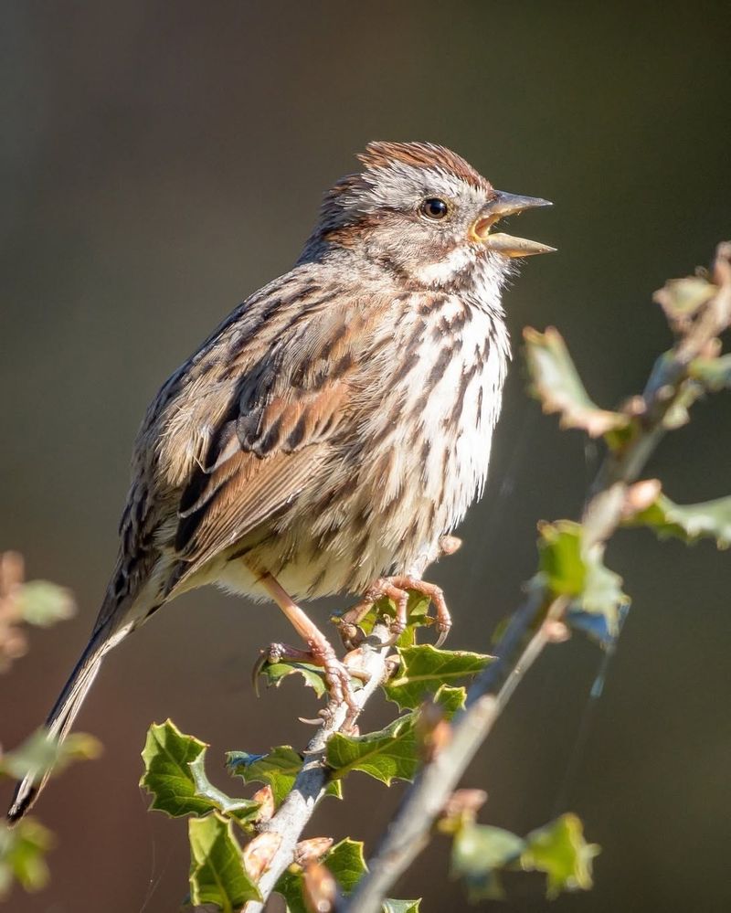 Song Sparrow
