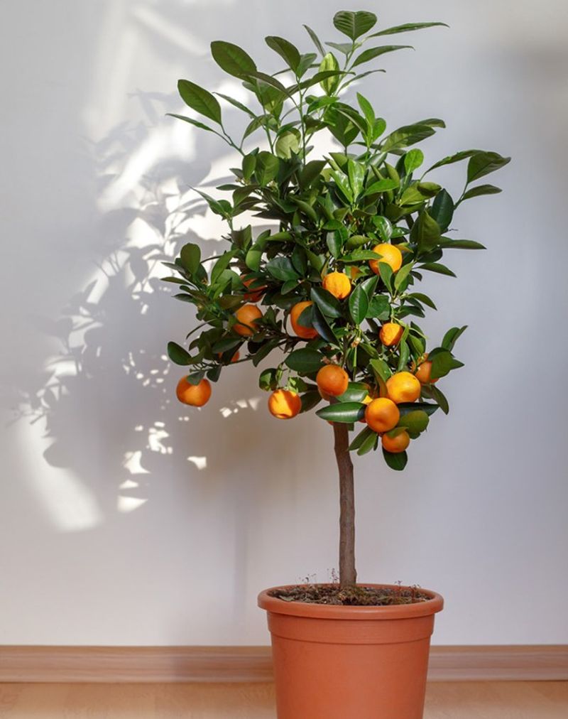 Indoor Citrus Trees