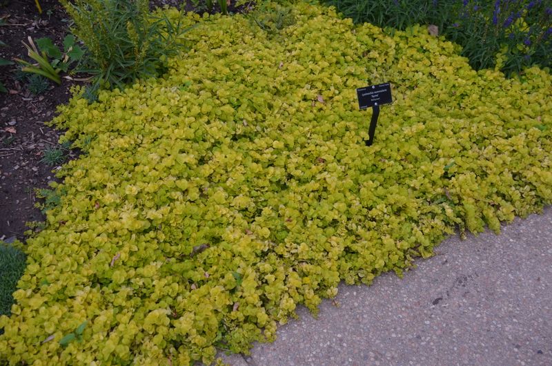 Creeping Jenny