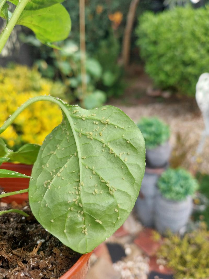 However, Aphids Crowd New Growth In Early Spring