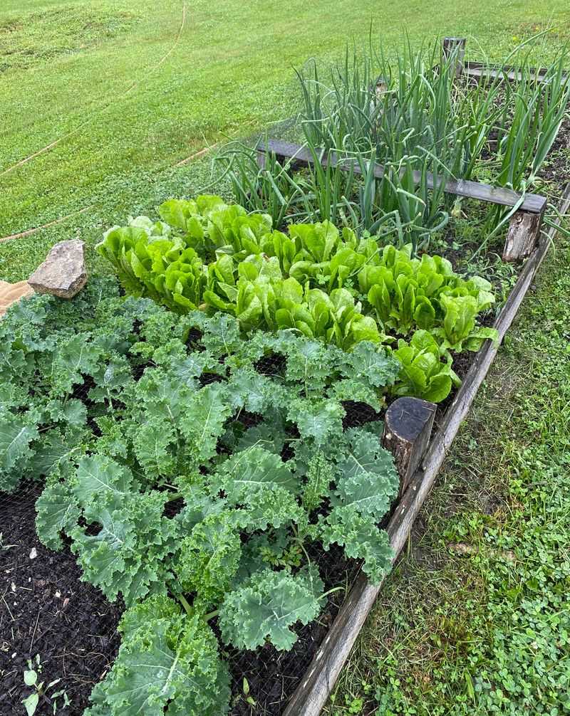 Best Cool Season Crops To Sow In Early Spring