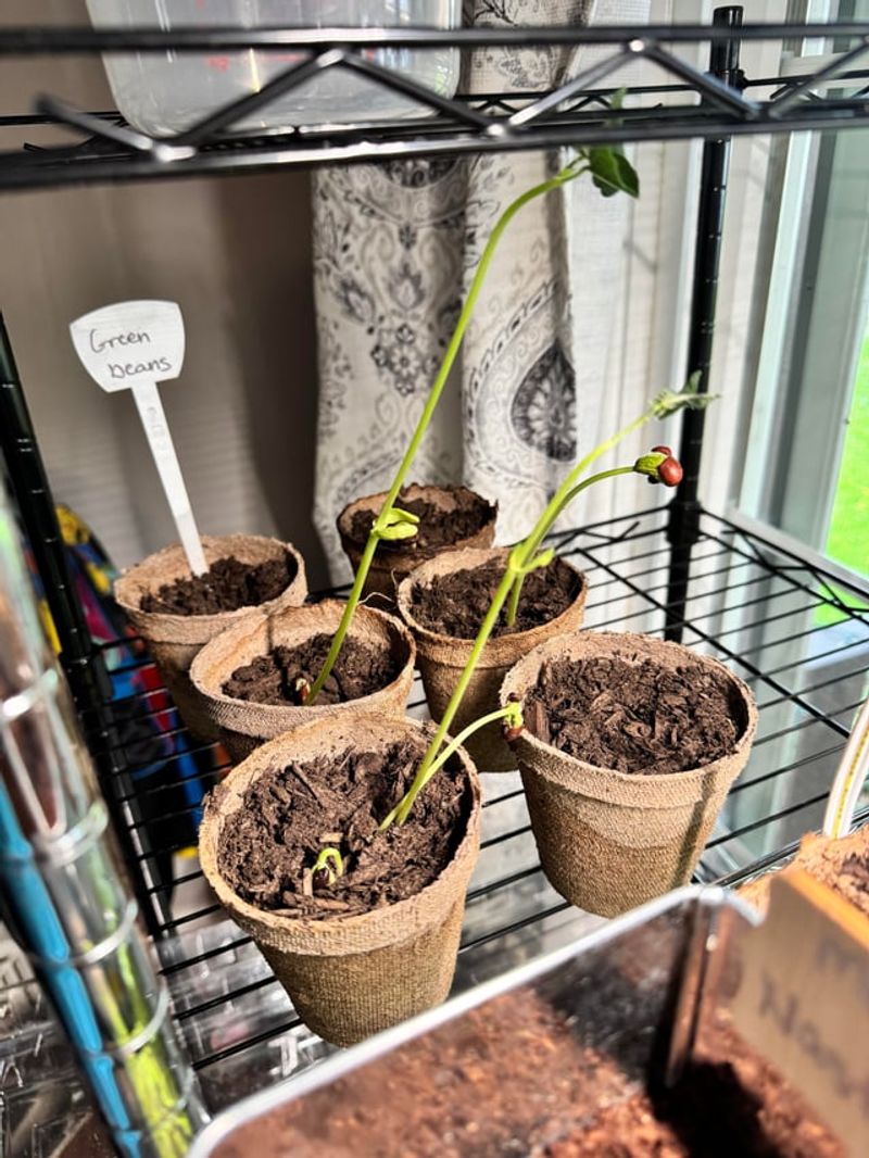 Start Seeds Indoors Early