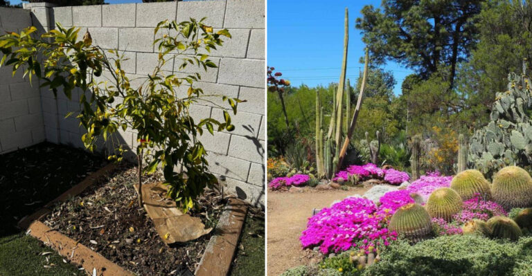 climate stressed cali garden