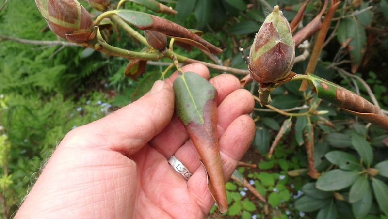 The Early Warning Signs Your Shrubs Are Struggling