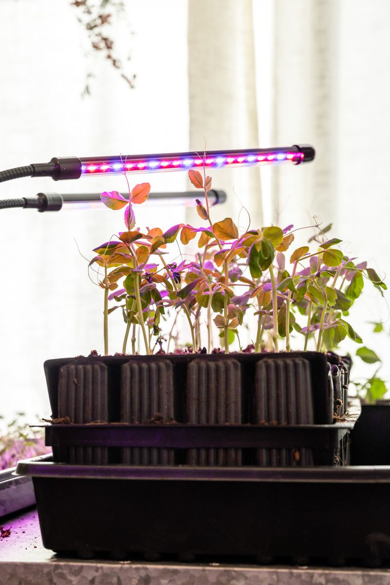Use Supplemental Grow Lights