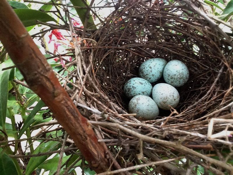 Do Not Disturb Guidelines For Protecting Nests
