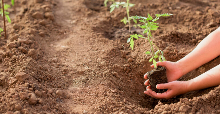 How Far Apart Pennsylvania Gardeners Should Plant Tomatoes For Bigger Yields