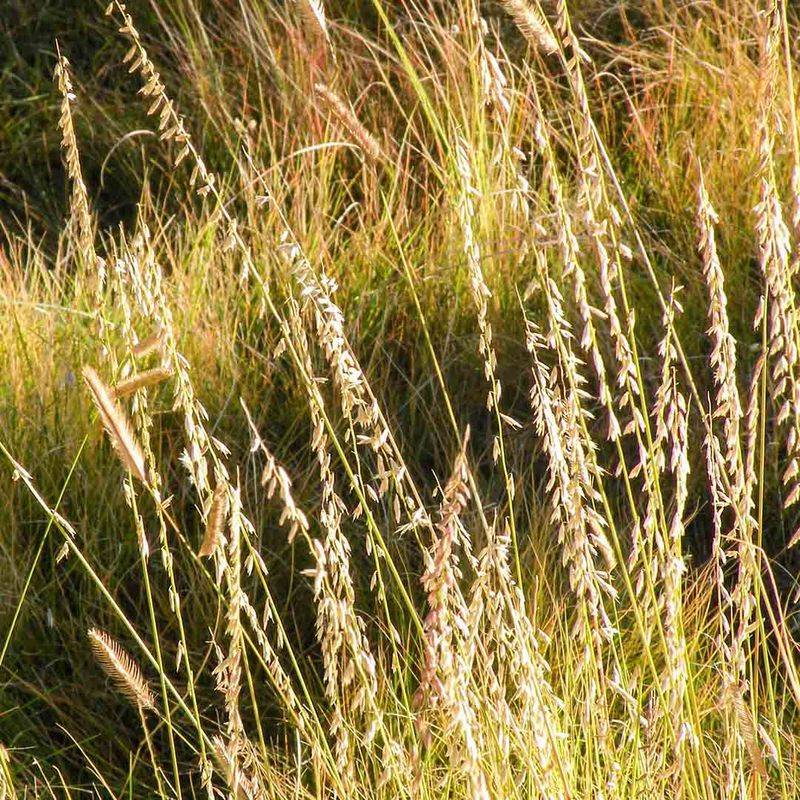 Grasses That Should Not Be Cut To The Ground