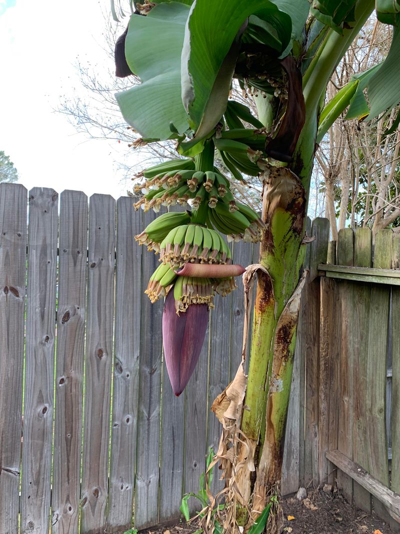 Choose Banana Varieties Suited To Florida Climates