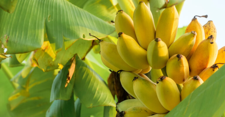 How Florida Gardeners Can Grow Banana Trees Outdoors Or Indoors