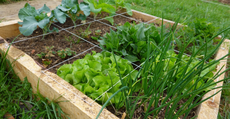 How Florida Gardeners Can Grow More Vegetables In 4×4 Beds