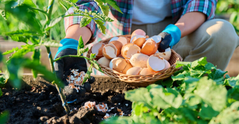 How Florida Gardeners Turn Everyday Kitchen Scraps Into Powerful Fertilizer