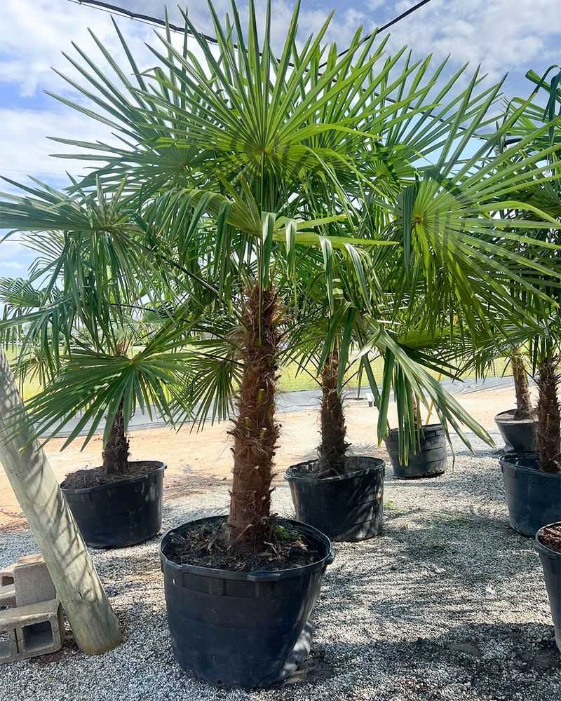 What Weather Conditions Help New Palms Settle In Faster