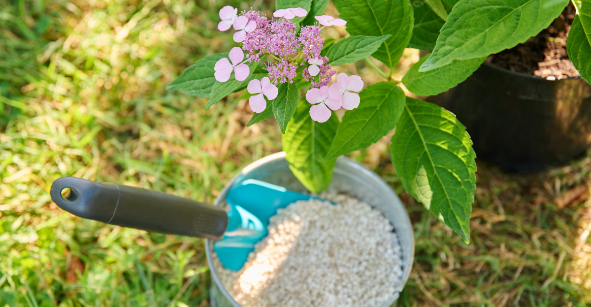 hydrangeas (featured image)