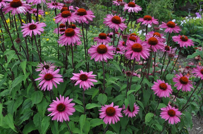 Where to Plant Purple Coneflower For The Best Display