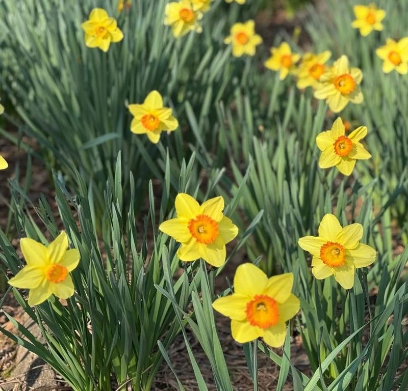 Most Daffodils Bloom For About Two To Three Weeks In Georgia
