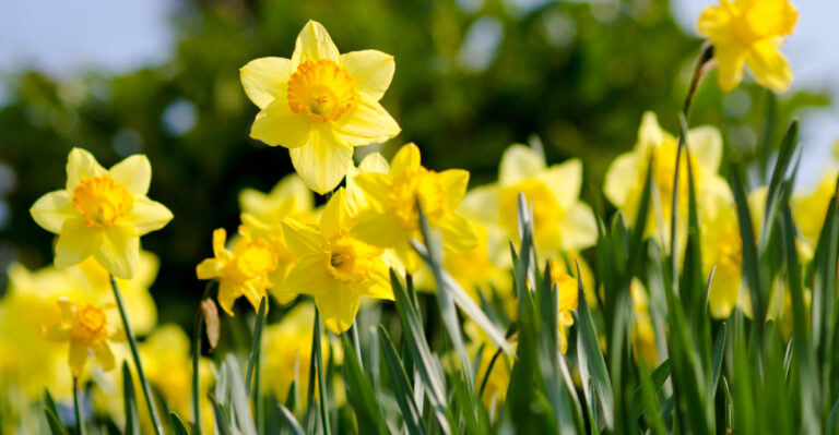 daffodils (featured image)