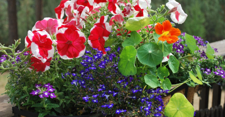 How Many Plants Should You Put In A Container? 5 Must Know Tips For Texas Gardeners