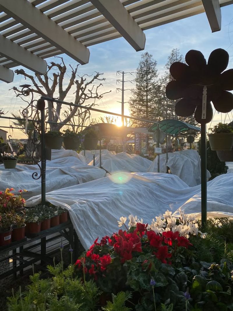 Cover Plants With Frost Cloths Or Blankets